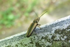 タテジマカネコメツキ