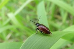 チャバネツヤハムシ