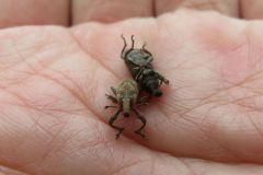 ハスジカツオゾウムシ