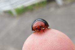 ムネアカオオクロテントウ