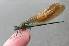 ニホンカワトンボ