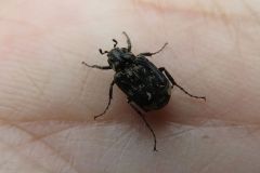 ヒラタハナムグリ