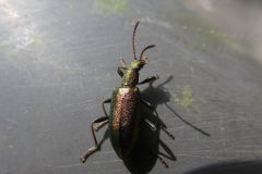 アカガネアオハムシダマシ