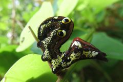 アケビコノハの幼虫