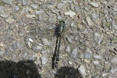 ダビドサナエ