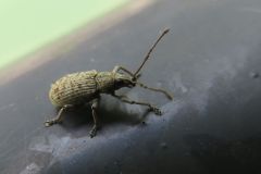 ケブカクチブトゾウムシ