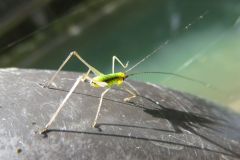 クダマキモドキの幼虫