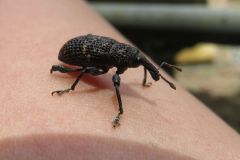 クリアナアキゾウムシ