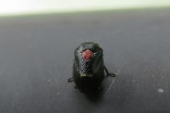 ムネアカアワフキ