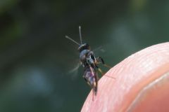 ナガコバチの一種
