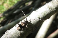 ヒトオビアラゲカミキリ
