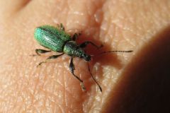 ケブカトゲアシヒゲボソゾウムシ