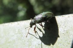 ヒラズネヒゲボソゾウムシ