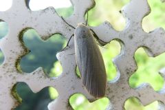 キシタホソバ