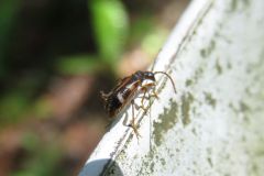 フタオビヒメハナカミキリ