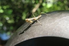 カマキリの幼虫