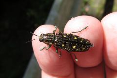 アオマダラタマムシ
