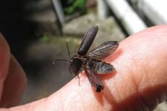 ヒゲナガハナノミ