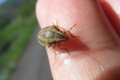 ウズラカメムシ