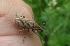 ハスジカツオゾウムシ