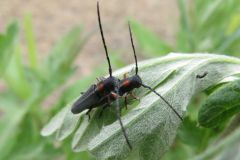 キクスイカミキリ