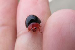 ムネアカオオクロテントウ