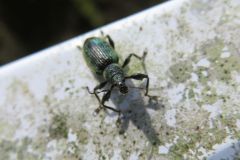ケブカトゲアシヒゲボソゾウムシ