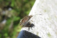 ケブカヒメヘリカメムシ