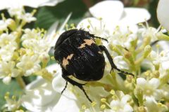 クロハナムグリ