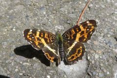 サカハチチョウ