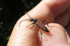 ツヤケシハナカミキリ