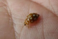 ムーアシロホシテントウ