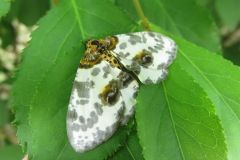 ユウマダラエダシャク