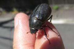クロコガネ