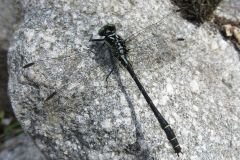 ダビドサナエ