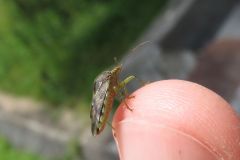 ヒメツノカメムシ