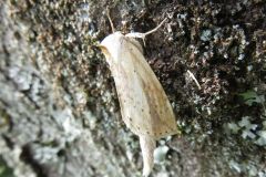ウスキシャチホコ