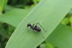 アリガタツユムシの幼虫