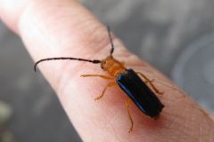 ルリカミキリ