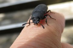オニツノゴミムシダマシ