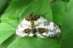 ユウマダラエダシャク