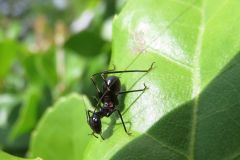 アリガタツユムシの幼虫