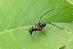 アリガタツユムシの幼虫