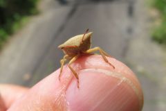 エビイロカメムシ