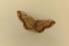 キオビベニヒメシャク