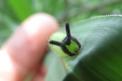 クロコノマチョウの幼虫