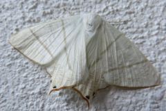 ウスキツバメエダシャク