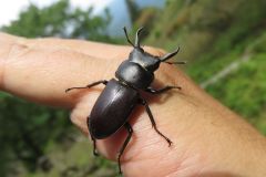 コクワガタ