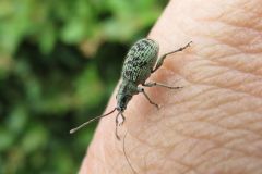 クロホシクチブトゾウムシ