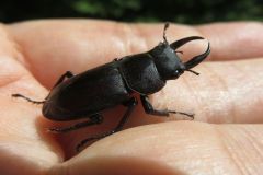 コクワガタ